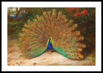 Poster Peacock And Peacock Butterfly By Archibald Thorburn