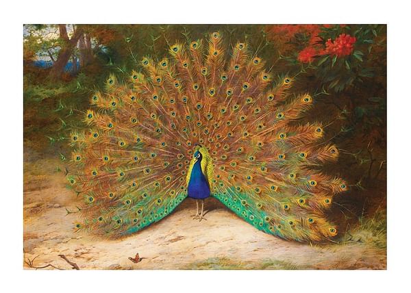 Plagát Peacock And Peacock Butterfly By Archibald Thorburn