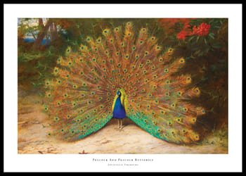 Poster Peacock And Peacock Butterfly By Archibald Thorburn