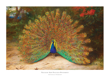 Poster Peacock And Peacock Butterfly By Archibald Thorburn