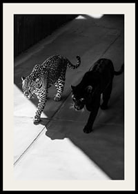 Poster showing a black panther and a leopard side by side-2