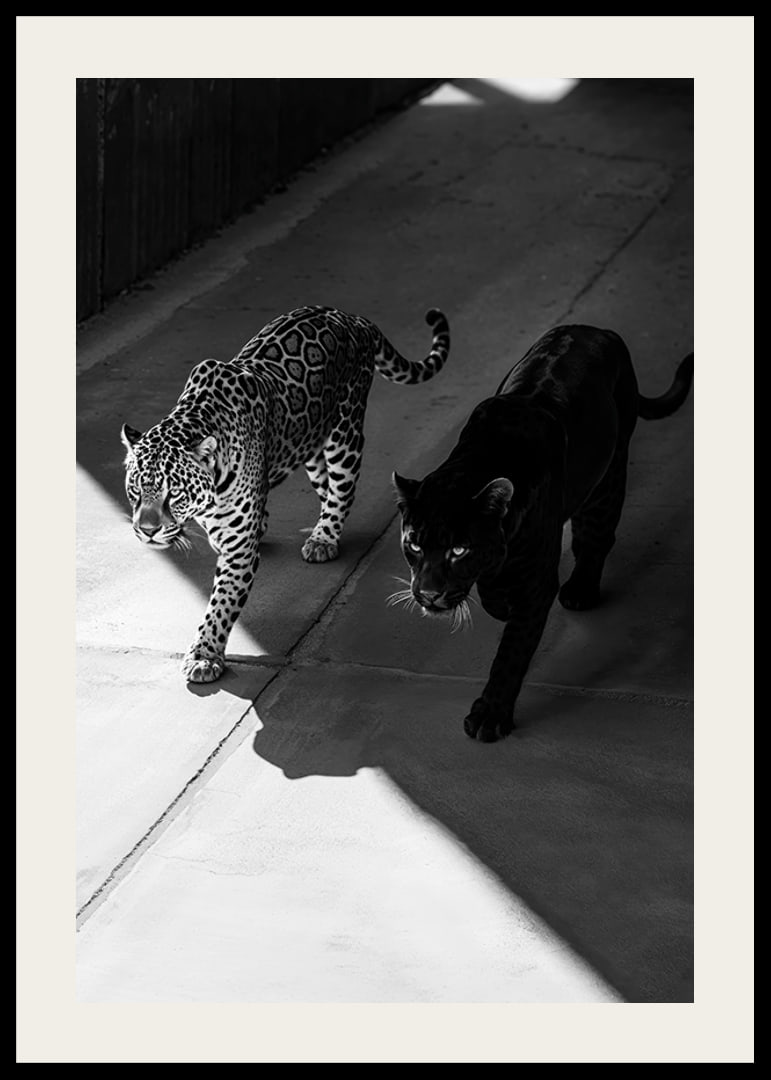 Poster showing a black panther and a leopard side by side-12