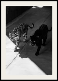 Poster showing a black panther and a leopard side by side-2