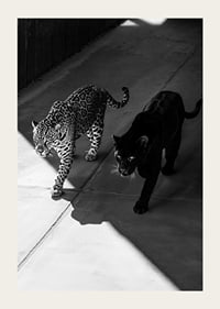Poster showing a black panther and a leopard side by side-3