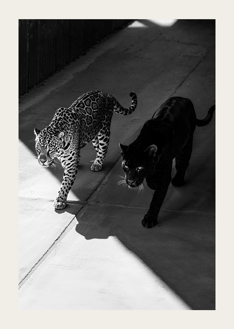Poster showing a black panther and a leopard side by side-12