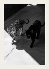 Poster showing a black panther and a leopard side by side-3