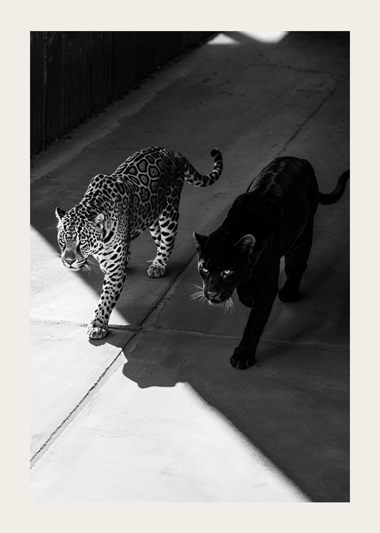 Poster showing a black panther and a leopard side by side-12