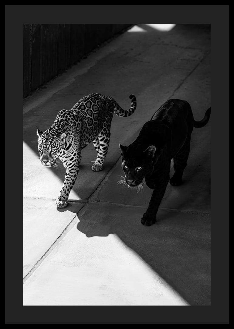 Poster showing a black panther and a leopard side by side-12