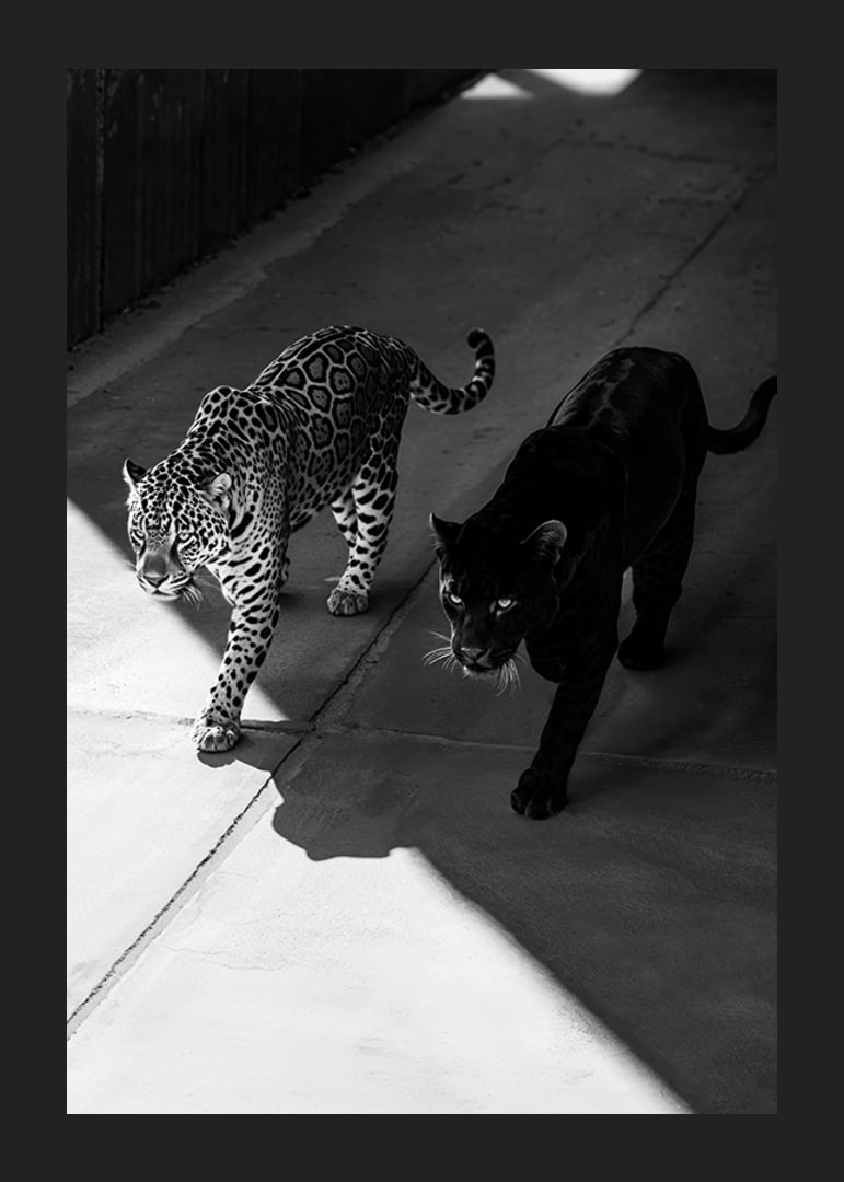 Poster showing a black panther and a leopard side by side-12