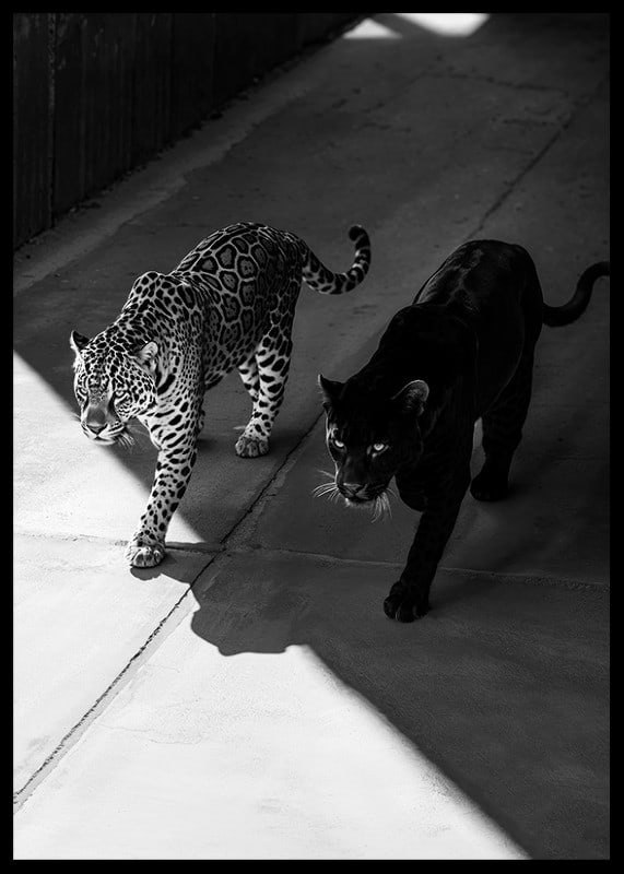 Poster showing a black panther and a leopard side by side-12