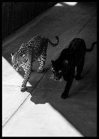 Afiș care arată o panteră neagră și un leopard unul lângă altul-2