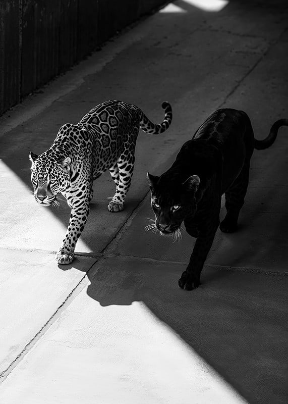 Poster showing a black panther and a leopard side by side-12