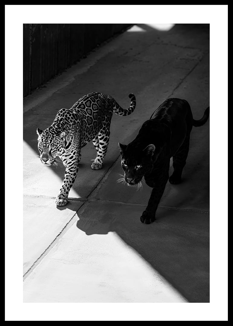 Poster showing a black panther and a leopard side by side-12