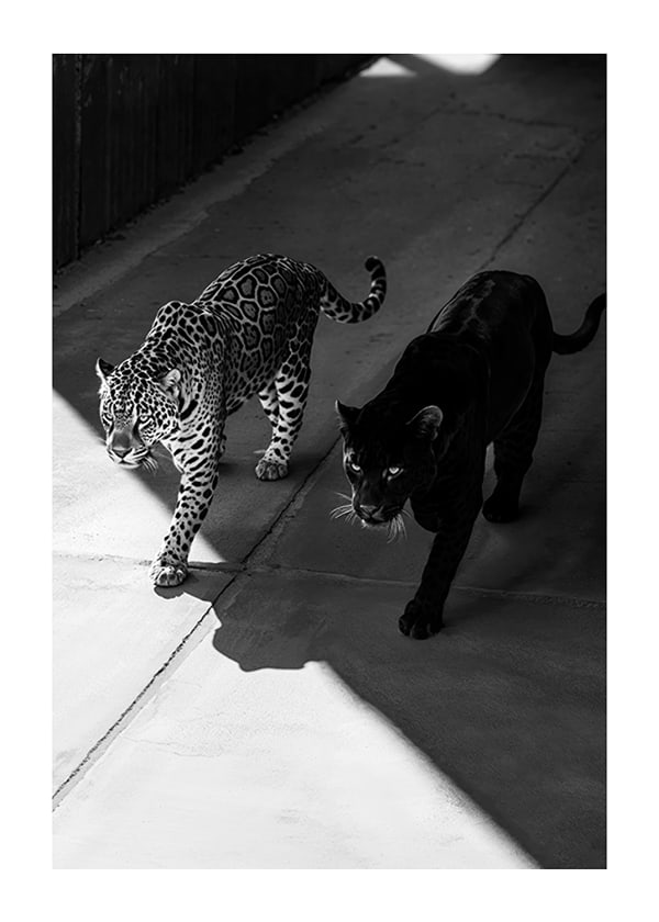 Póster Black Panther And Leopard No2
