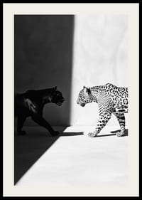 Poster met afbeelding van een ontmoeting tussen een zwarte panter en een luipaard-2