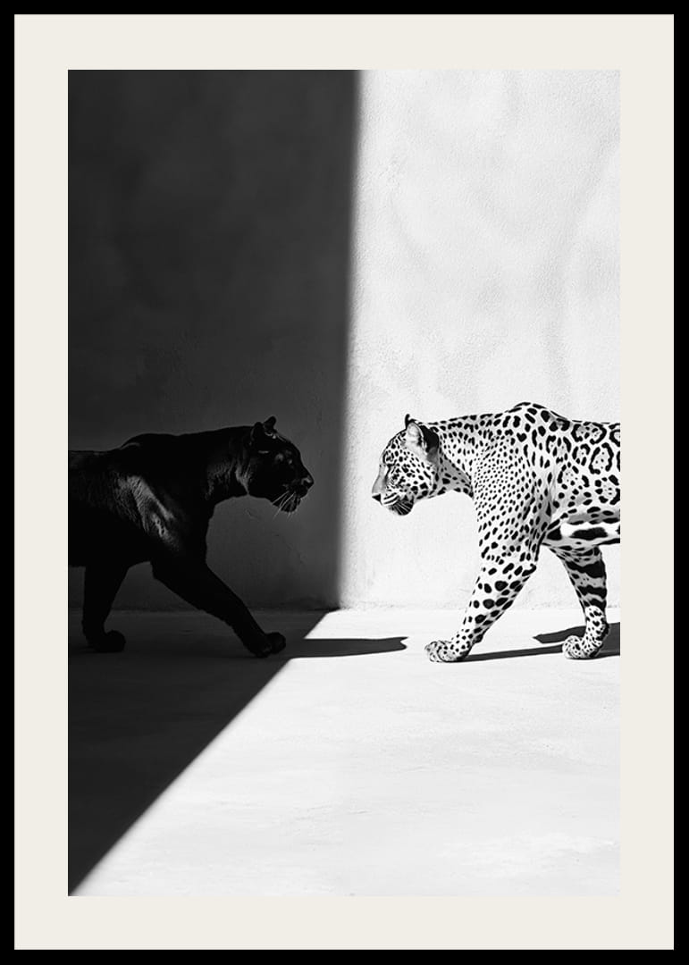 Poster met afbeelding van een ontmoeting tussen een zwarte panter en een luipaard-12