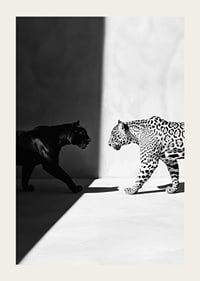 Plakat som viser et møte mellom en svart panter og en leopard-3