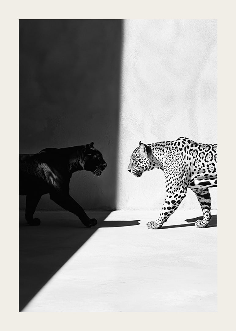 Plakat som viser et møte mellom en svart panter og en leopard-12