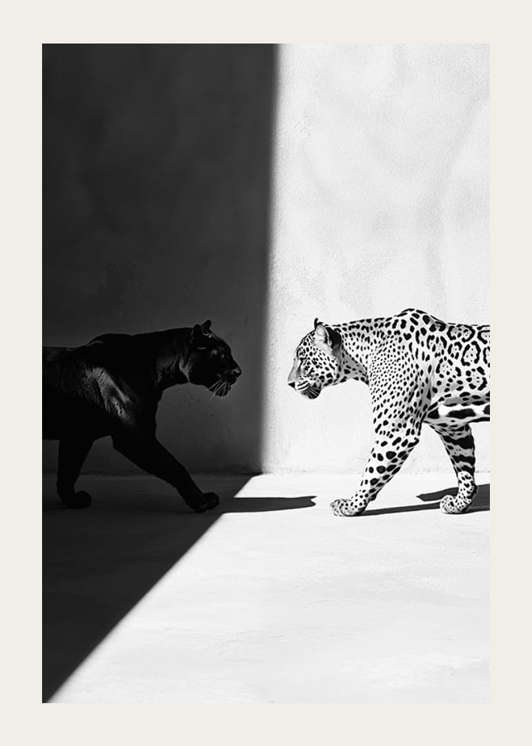 Poster met afbeelding van een ontmoeting tussen een zwarte panter en een luipaard-12
