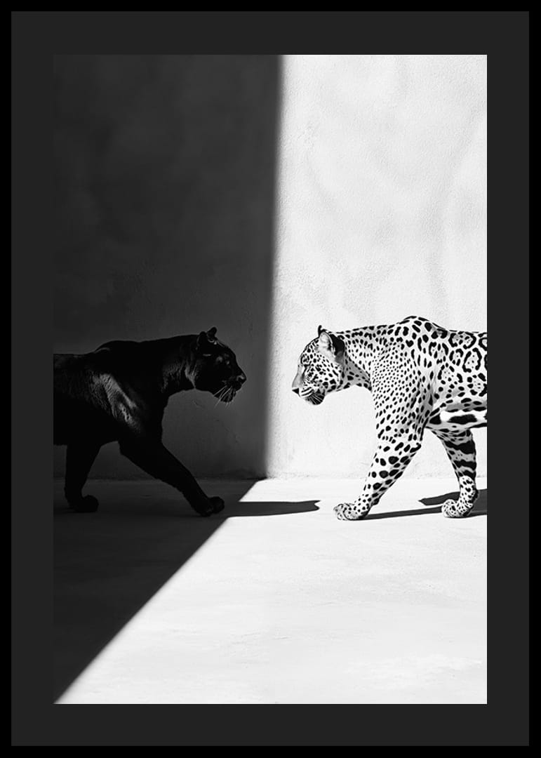 Poster met afbeelding van een ontmoeting tussen een zwarte panter en een luipaard-12