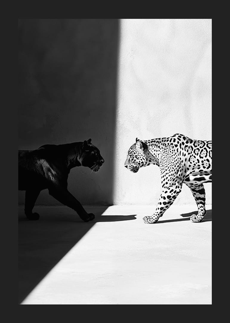 Poster met afbeelding van een ontmoeting tussen een zwarte panter en een luipaard-12