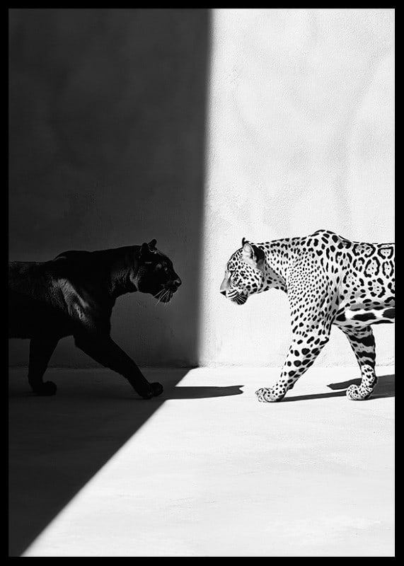 Plakat som viser et møte mellom en svart panter og en leopard-12