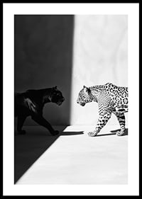 Plakat som viser et møte mellom en svart panter og en leopard-0