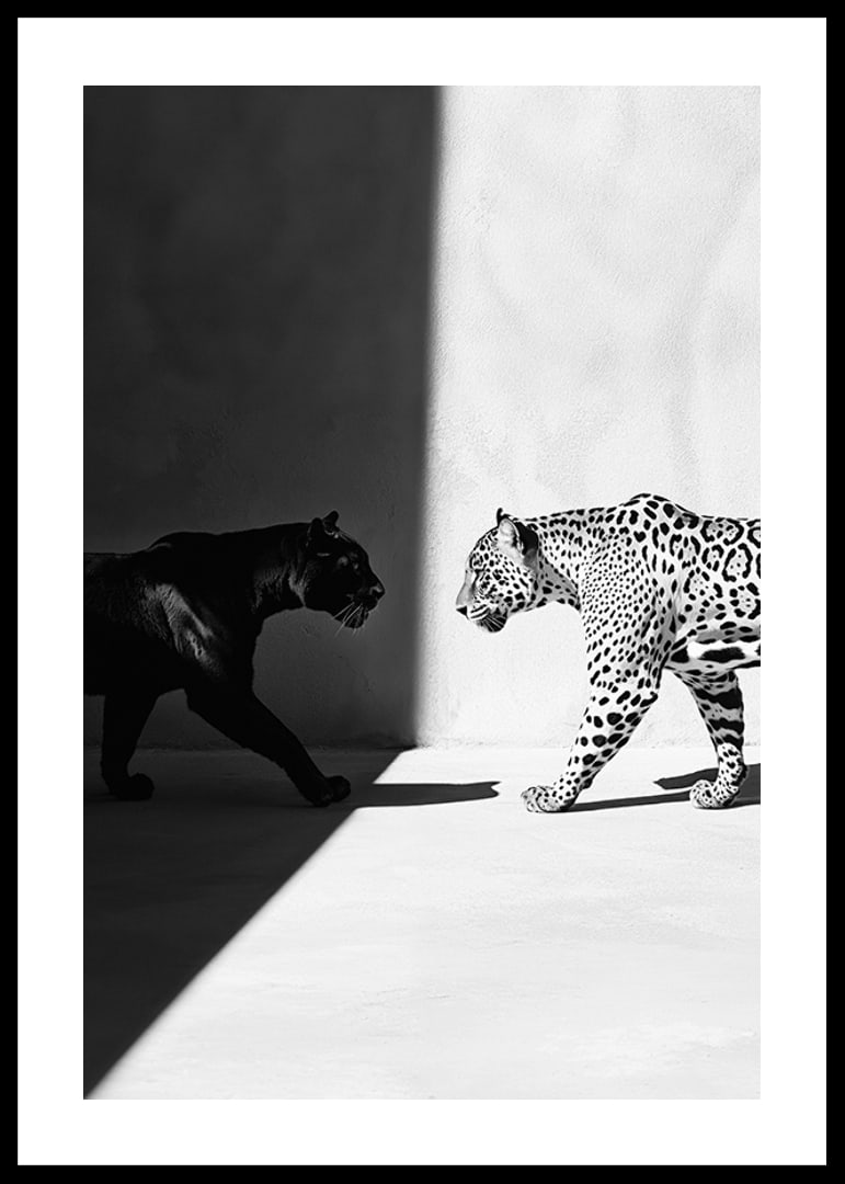 Plakat som viser et møte mellom en svart panter og en leopard-12