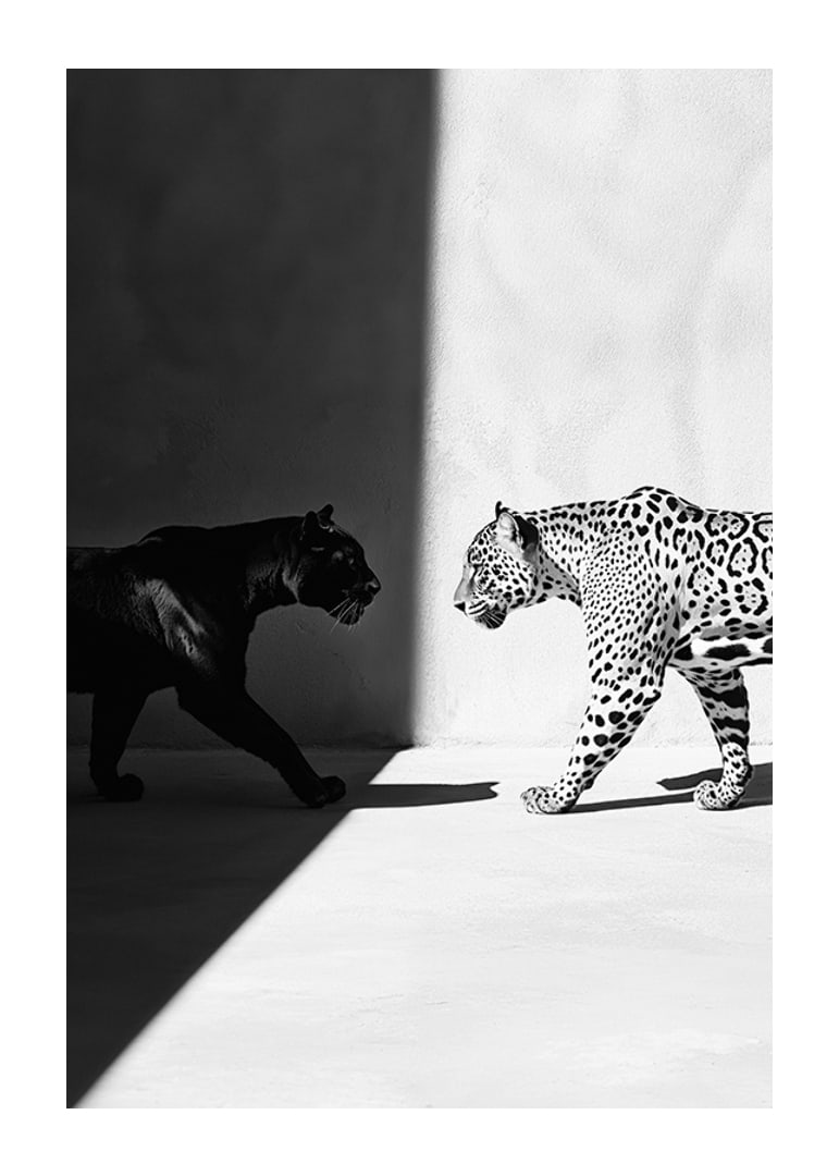 Plakat som viser et møte mellom en svart panter og en leopard-12
