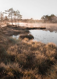 Poster med en vacker naturbild över en dimmig våtmark-7