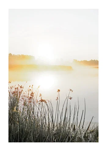 Poster Morning Mist By Lake
