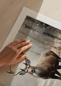 A poster depicting a majestic deer in a peaceful snow-covered forest-9