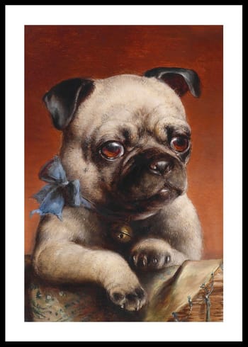 Juliste Young Pug By Carl Reichert