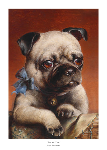 Plagát Young Pug By Carl Reichert