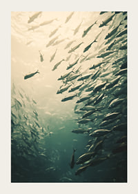 Een poster waarop een school vissen te zien is die door de zonovergoten diepten van de oceaan beweegt-3