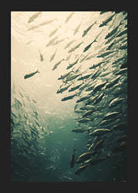 Een poster waarop een school vissen te zien is die door de zonovergoten diepten van de oceaan beweegt-5
