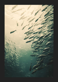 A poster capturing a school of fish moving through sunlit ocean depths-5