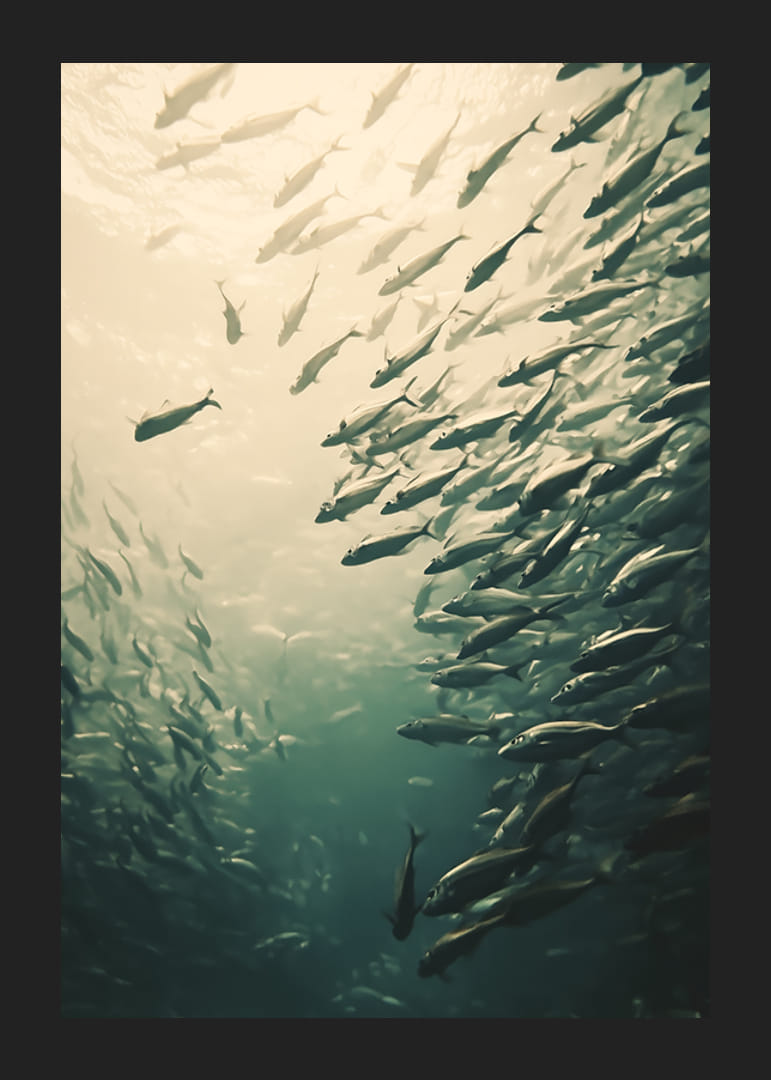 A poster capturing a school of fish moving through sunlit ocean depths-12