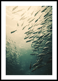 Een poster waarop een school vissen te zien is die door de zonovergoten diepten van de oceaan beweegt-0