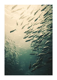 Een poster waarop een school vissen te zien is die door de zonovergoten diepten van de oceaan beweegt-1