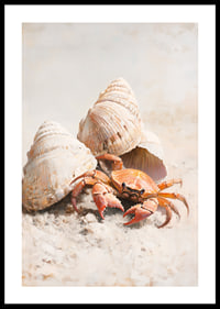 A poster of a curious crab among seashells on a sunny sandy beach-0