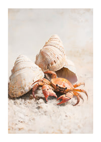 A poster of a curious crab among seashells on a sunny sandy beach-1