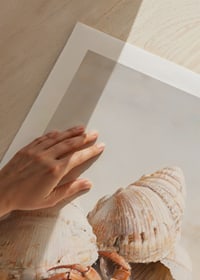 A poster of a curious crab among seashells on a sunny sandy beach-9