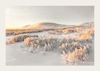 A frosty landscape is bathed in soft morning light, where the stillness of winter and the beauty of nature meet in harmony-3