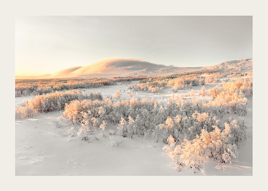 A frosty landscape is bathed in soft morning light, where the stillness of winter and the beauty of nature meet in harmony-12
