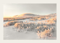 A frosty landscape is bathed in soft morning light, where the stillness of winter and the beauty of nature meet in harmony-3