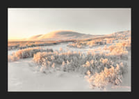 A frosty landscape is bathed in soft morning light, where the stillness of winter and the beauty of nature meet in harmony-5