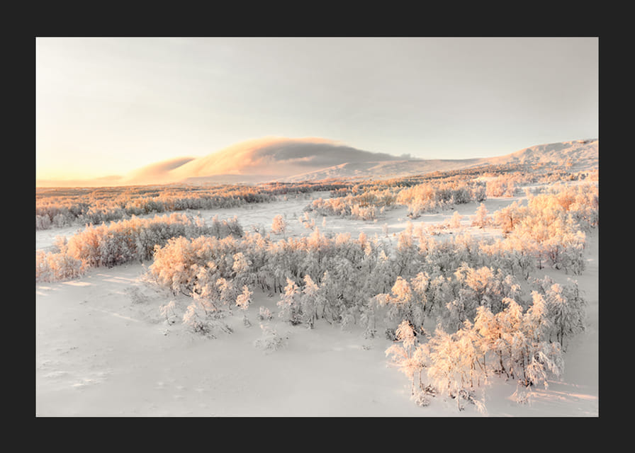 A frosty landscape is bathed in soft morning light, where the stillness of winter and the beauty of nature meet in harmony-12