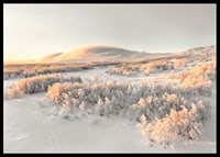A frosty landscape is bathed in soft morning light, where the stillness of winter and the beauty of nature meet in harmony-6