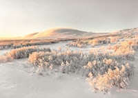A frosty landscape is bathed in soft morning light, where the stillness of winter and the beauty of nature meet in harmony-7